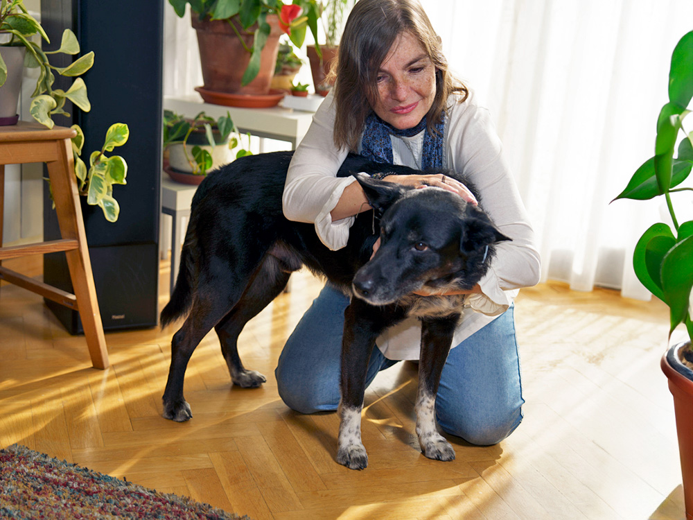 Are Pothos Toxic to Do? Learn Why · Kinship