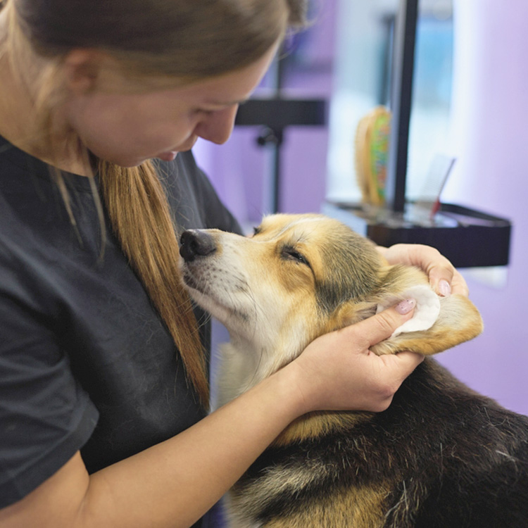 Best Homemade Dog-Ear-Cleaning Solution · Kinship