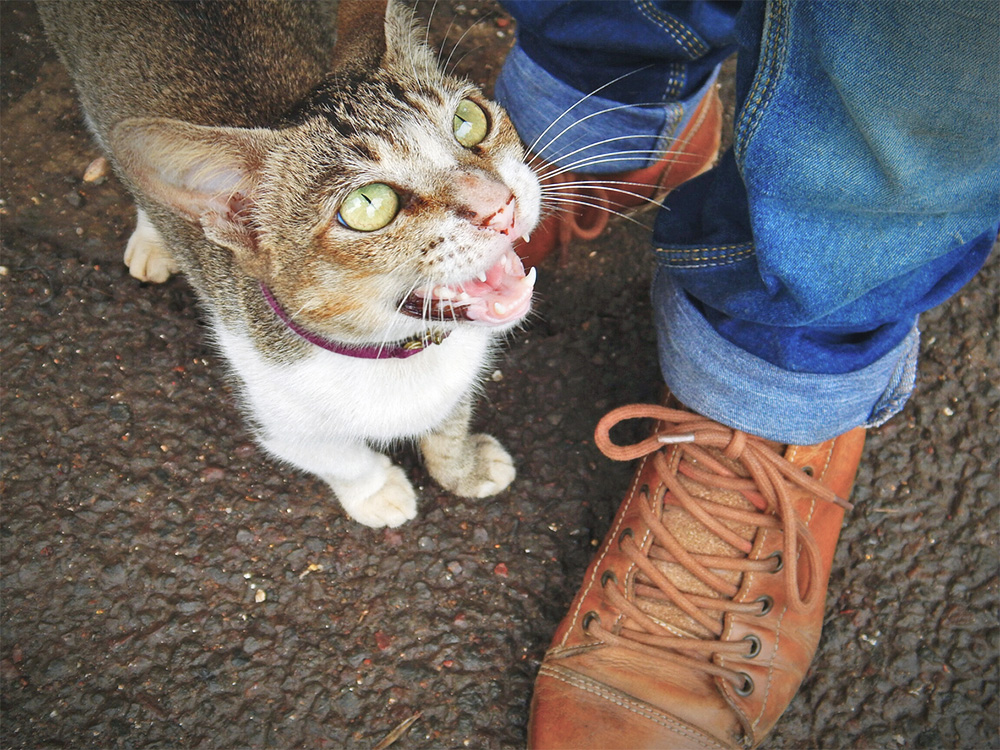 Can Cats Actually Copy Human Speech? Viral Videos Say So · Kinship