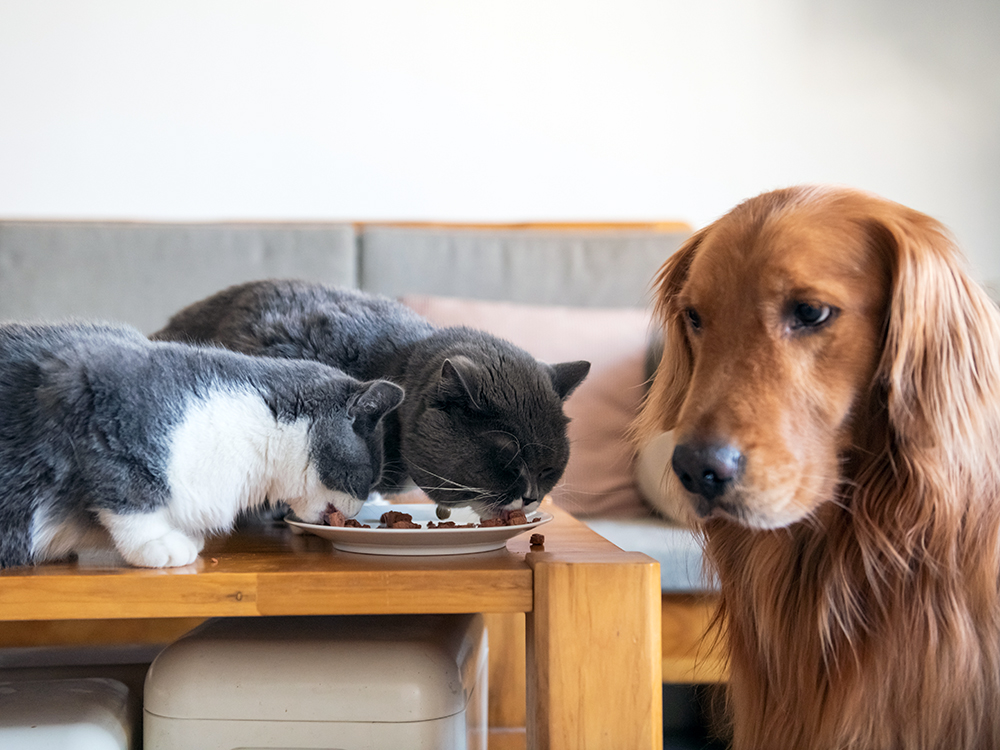 Can Cats Eat Dog Food? What to Know About Their Diet · Kinship
