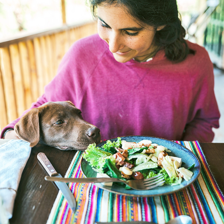 Can Dogs Eat Lettuce? What You Need to Know · Kinship