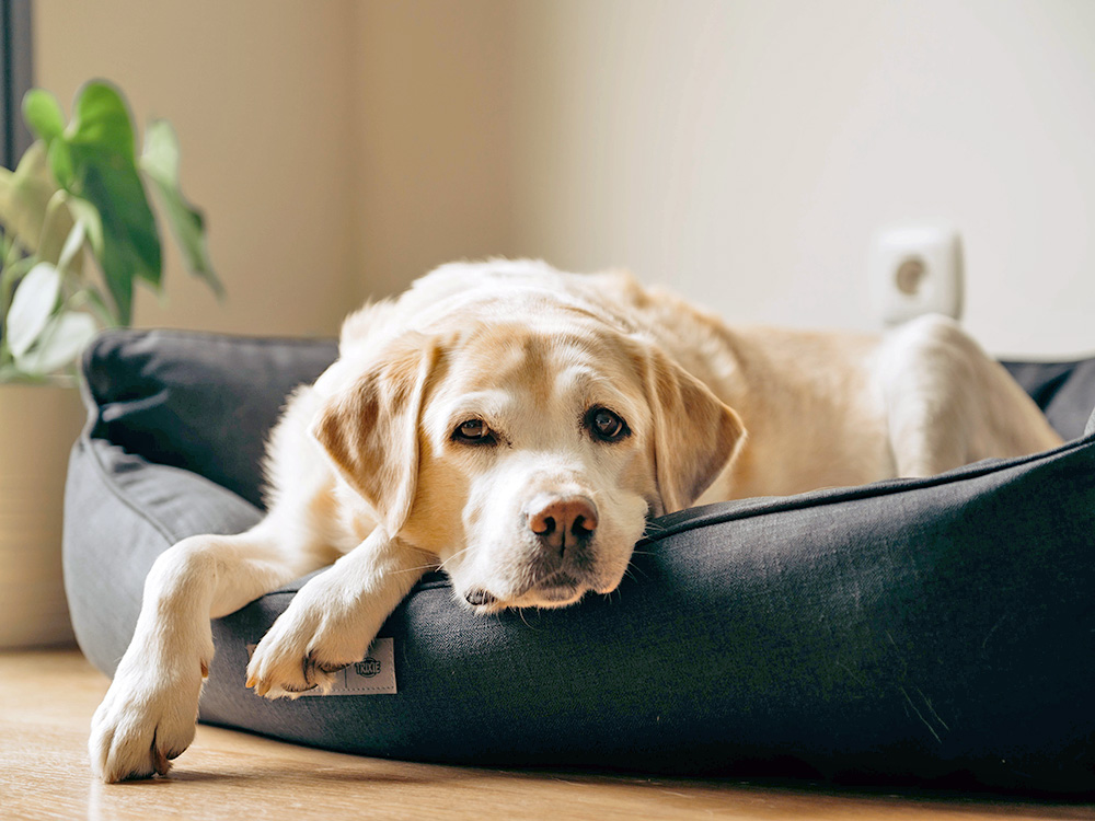 Can Dogs Wake Up on the Wrong Side of the Bed? How to Help Their Mood · Kinship