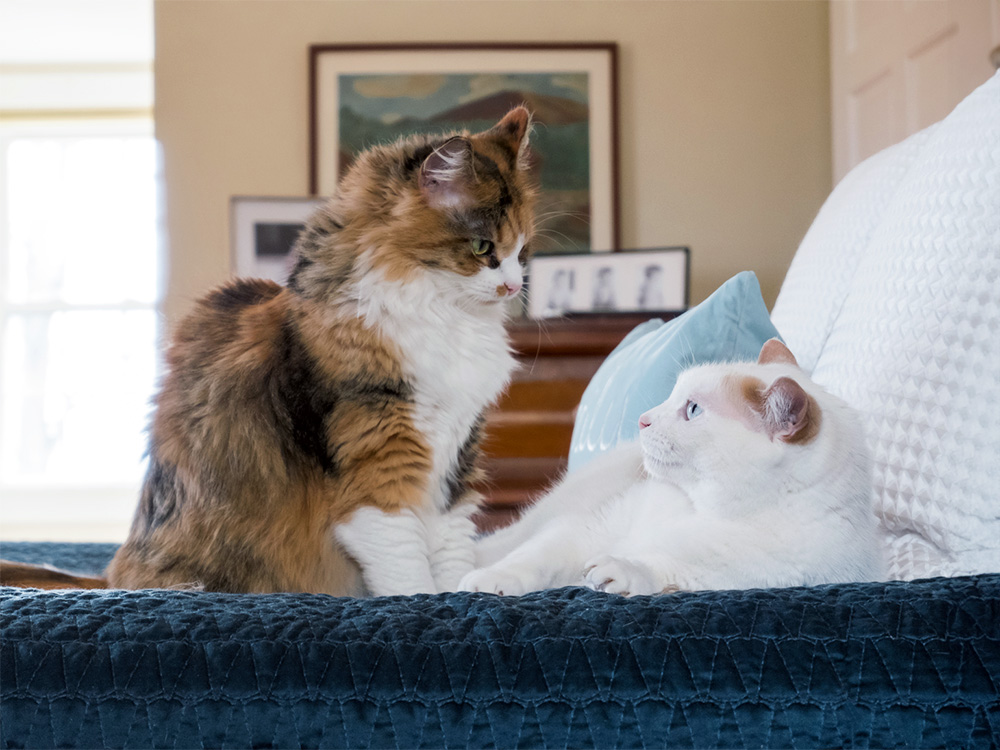 Cats Mirror Each Other’s Facial Expressions to Bond, New Study Finds · Kinship