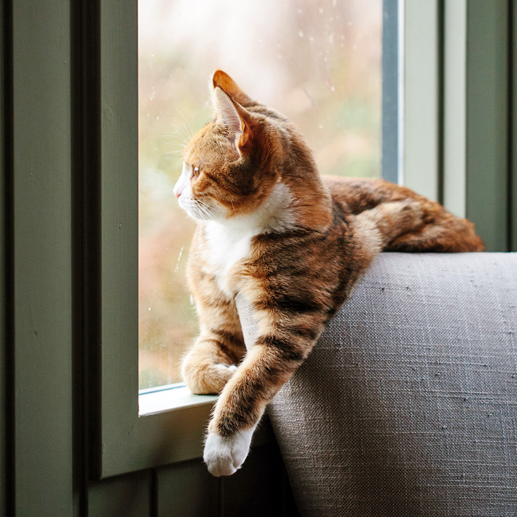 Cats Should Be Kept Indoors to Avoid Bird Flu, Veterinarians Warn · Kinship