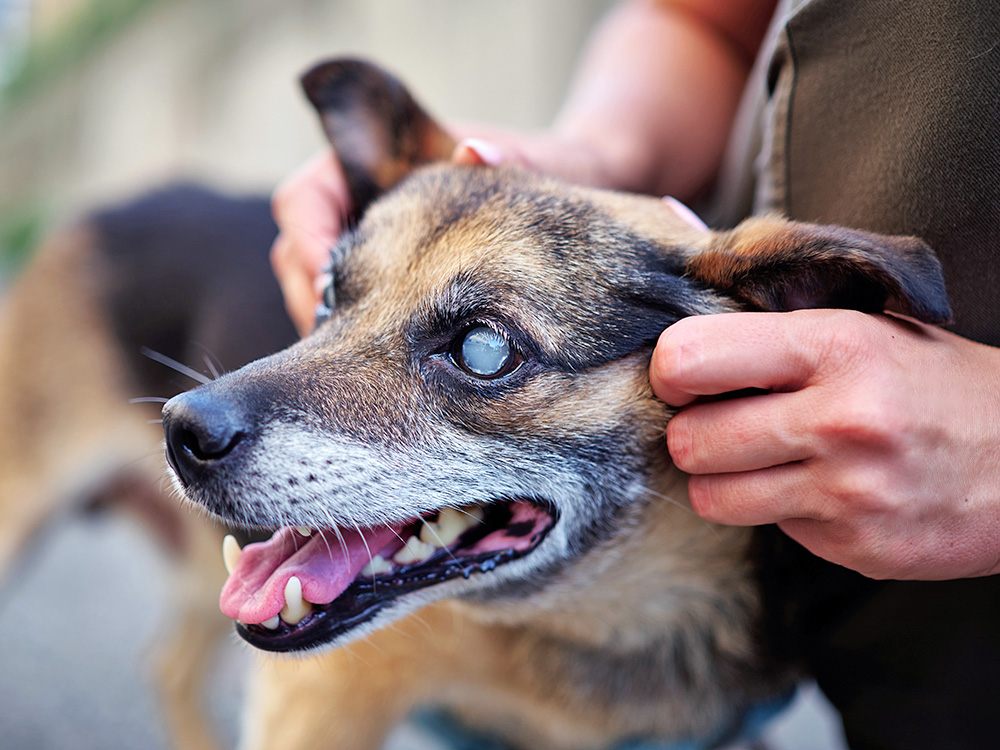 Causes, Risks, and How to Manage Vision Changes · Kinship