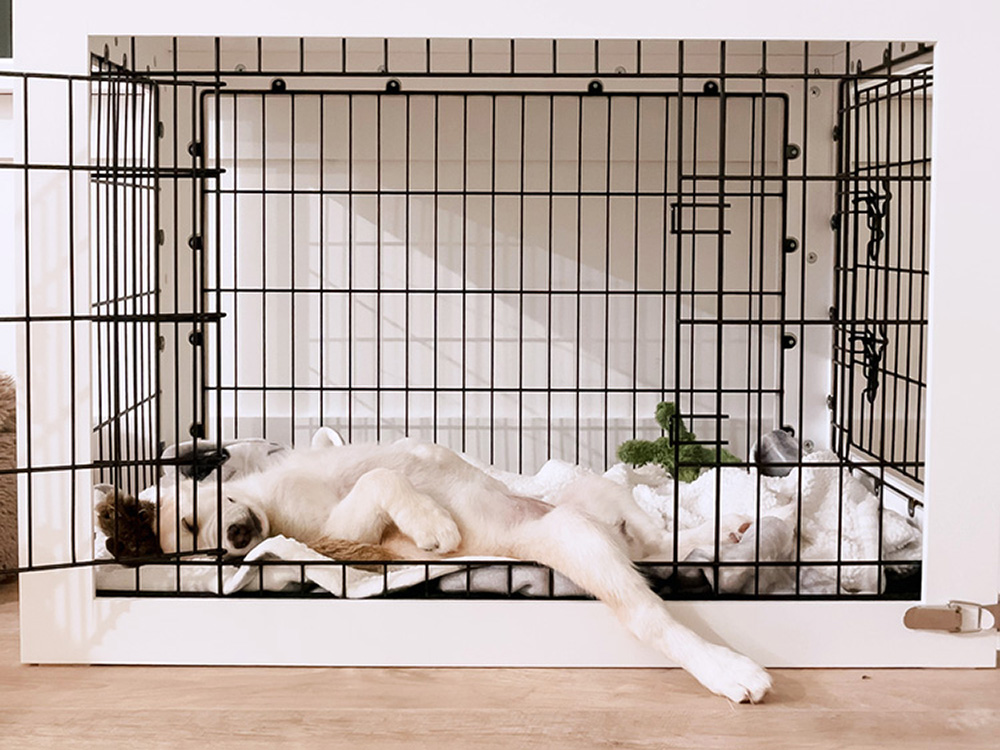 Expert Tips to Crate-Train Your Puppy at Night—What to Do · Kinship