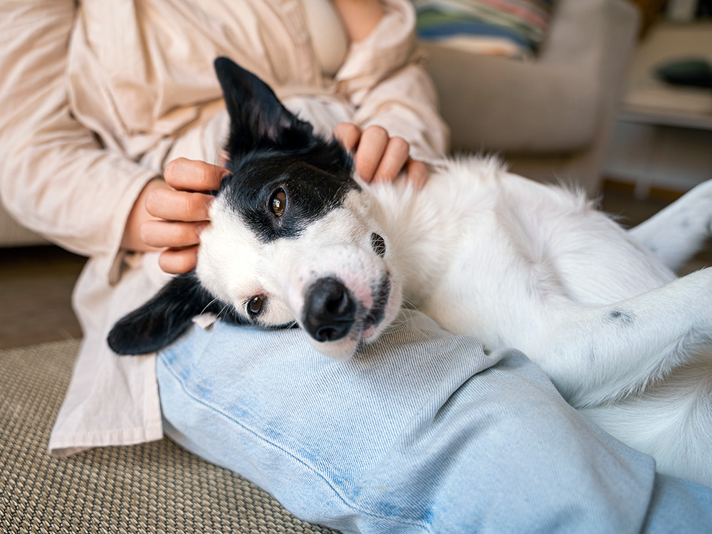 Help, My Dog Ate Marijuana. Is THC Toxic for Dogs? · Kinship