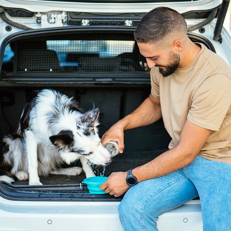 Here’s How Much Water a Dog Should Drink a Day—Follow This Advice · Kinship