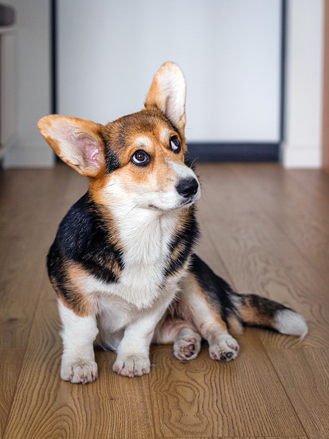 Here’s What Your Dog Is Trying to Tell You · Kinship