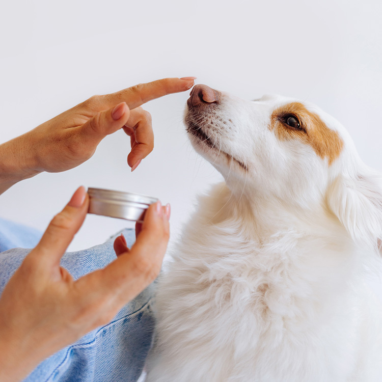 Home Remedies for Hot Spots on Dogs—What to Try · Kinship
