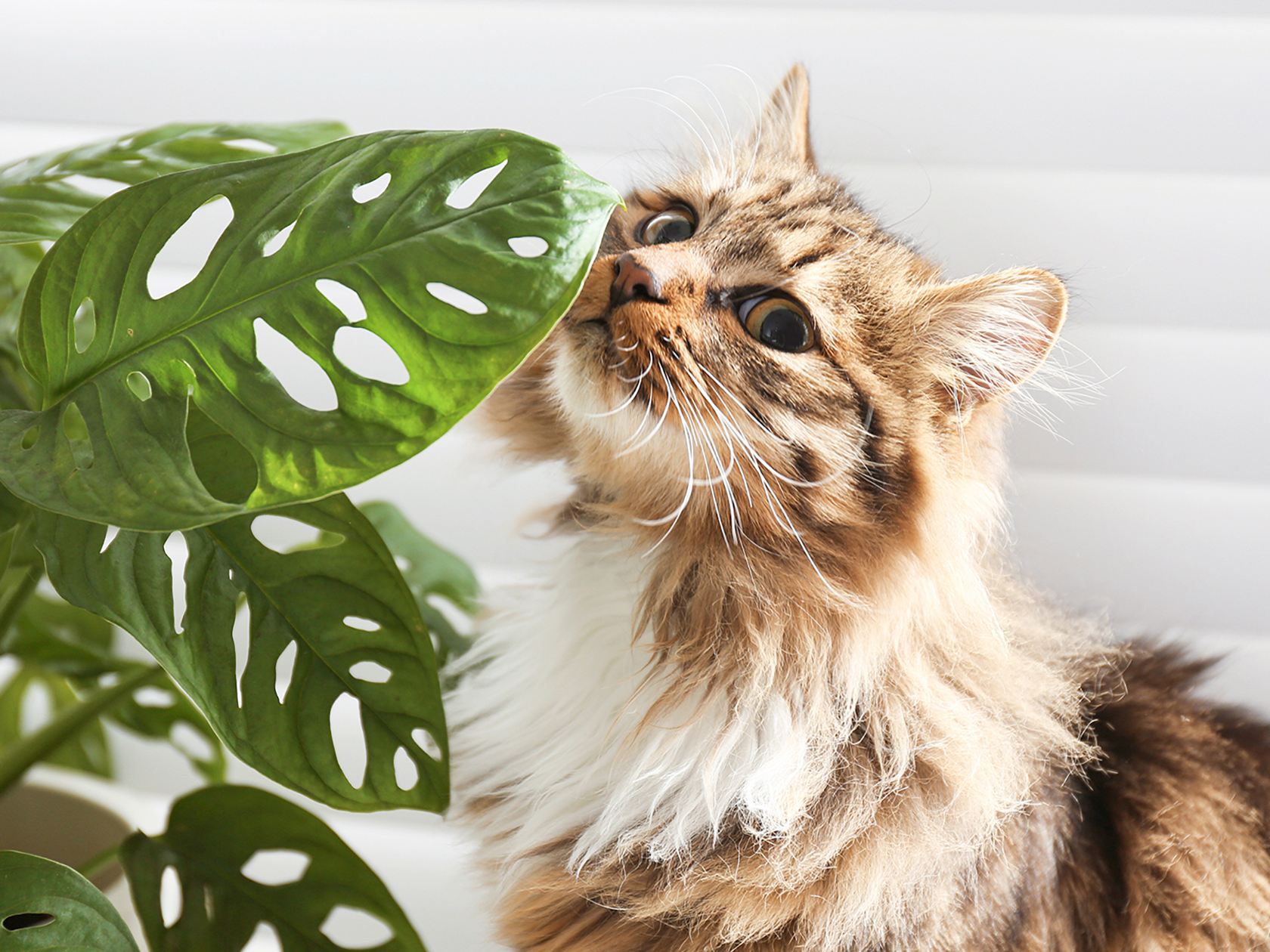 Household Plants That Are Toxic to Cats—Take Caution · Kinship