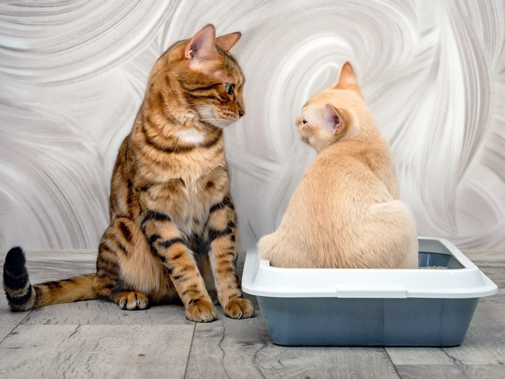 How Many Litter Boxes Per Cat—Explained · Kinship
