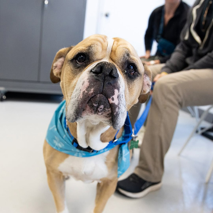 How to Adopt or Foster Pets That Have Been Affected by the LA Fires—What You Can Do · Kinship