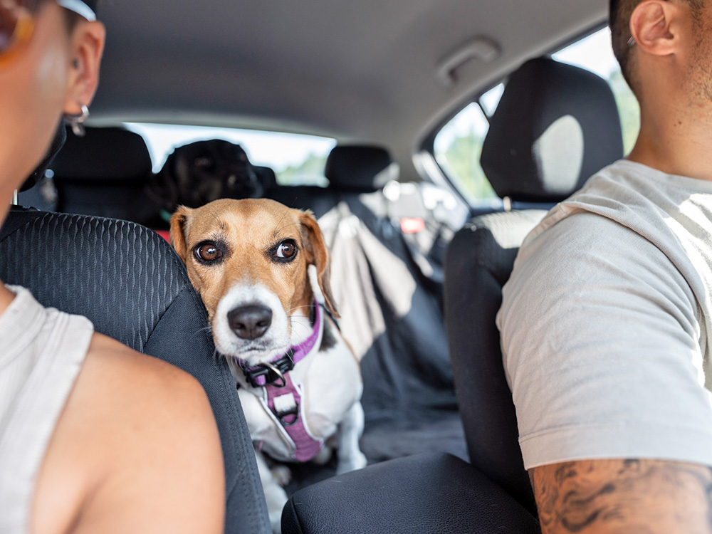 How to Evacuate a Natural Disaster With Your Pet—Steps to Take · Kinship