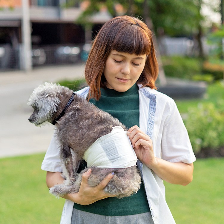 How to Get Your Dog to Wear a Diaper · Kinship