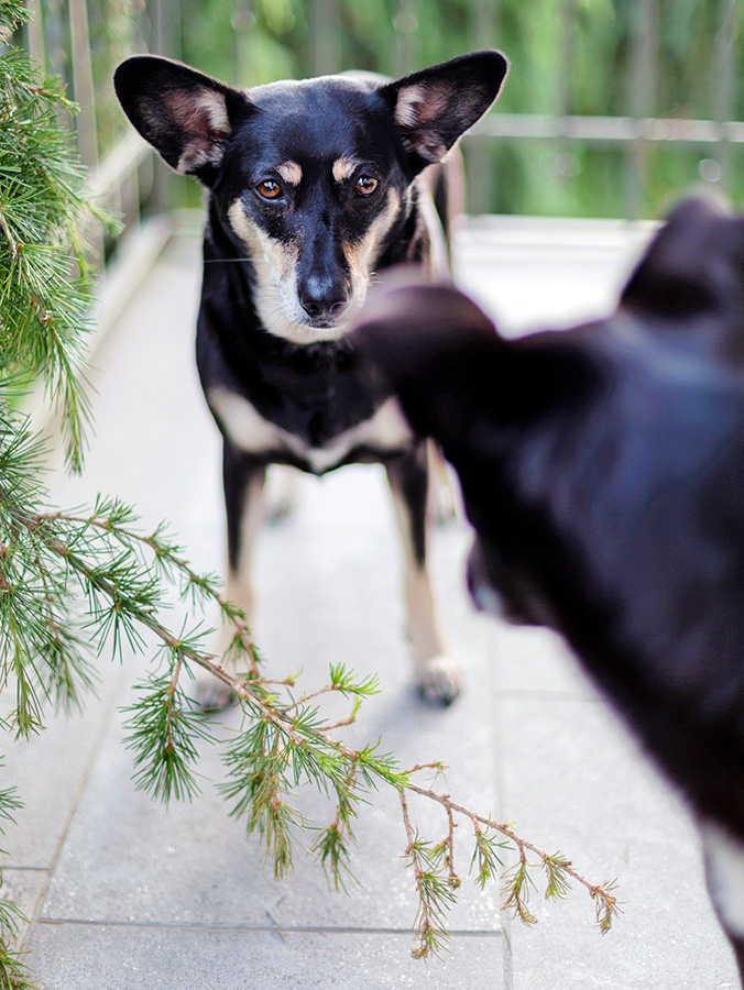 How to Interpret and Stop Aggression in Dogs—Methods That Work · Kinship