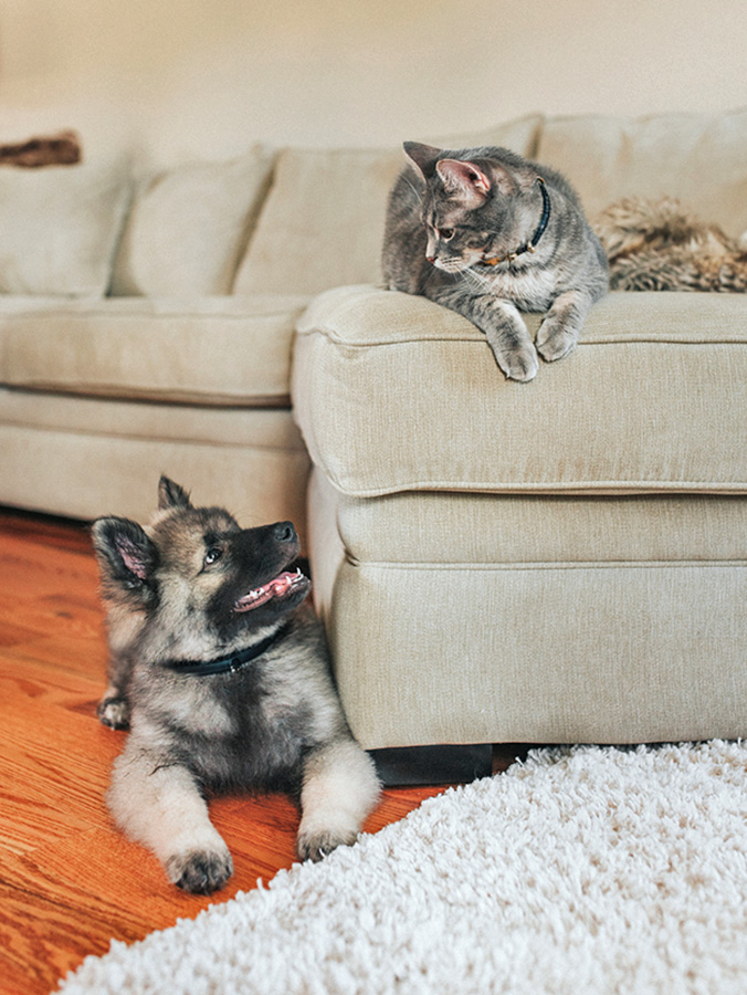 How to Introduce a Puppy to a Cat · Kinship