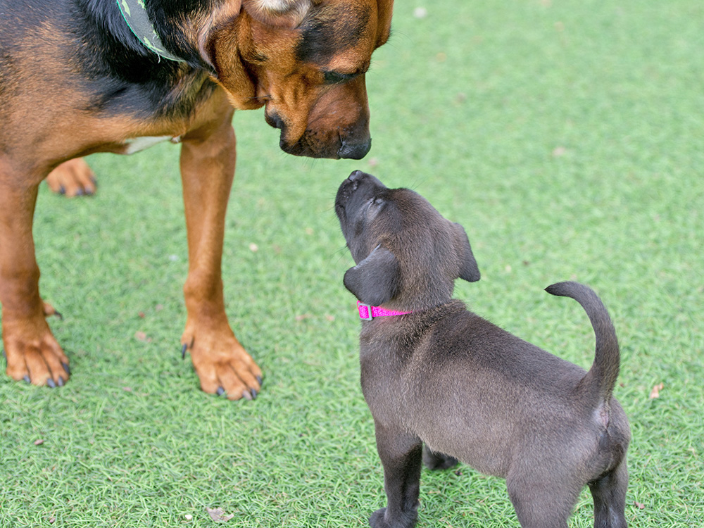 How to Introduce a Puppy to a Dominant Dog · Kinship
