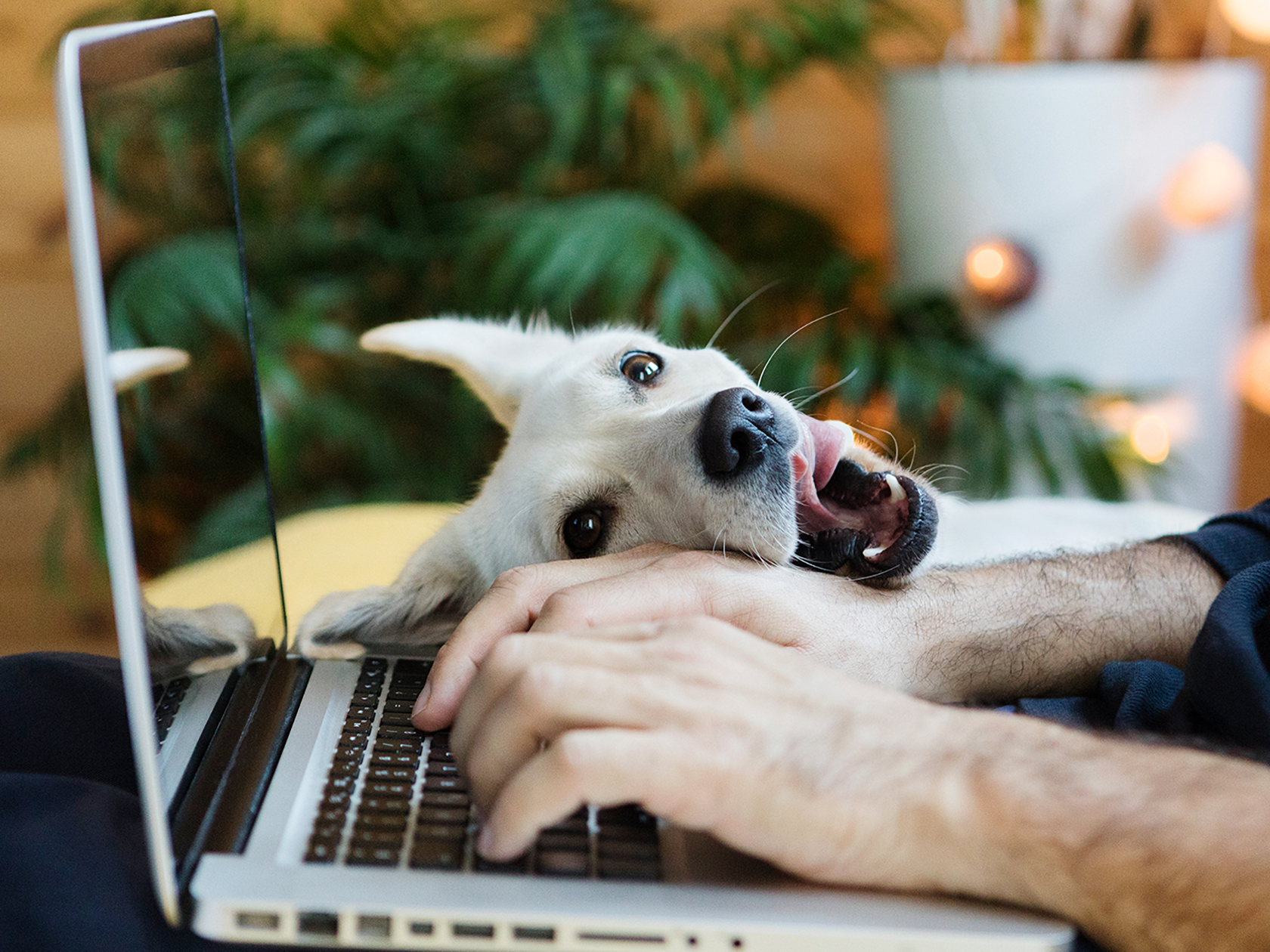 How to Organize Your Dog’s Records · Kinship