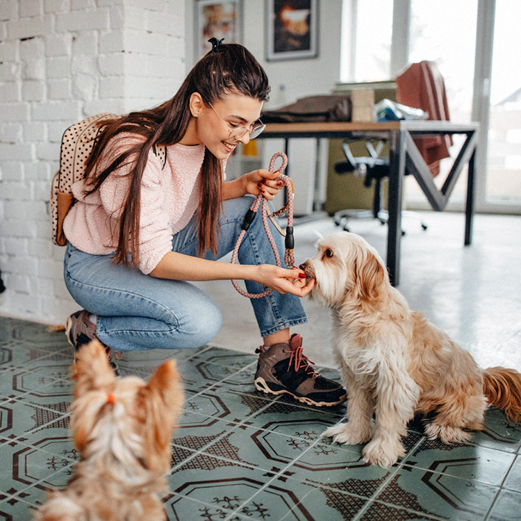 How to Potty Train a Puppy in an Apartment—Steps to Try · Kinship