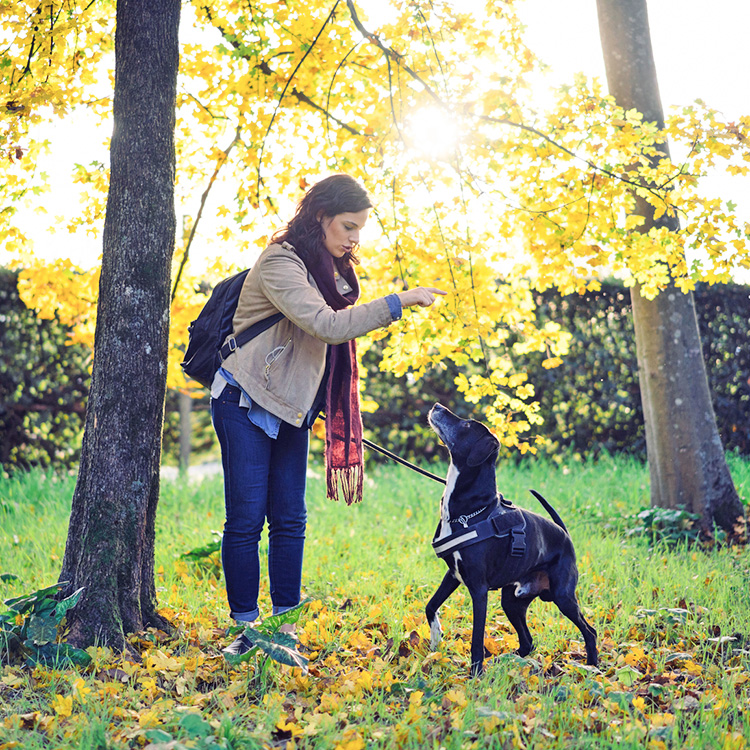 How to Potty Train an Older Dog · Kinship