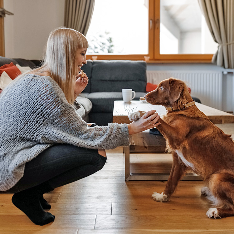 How to Teach Your Dog to Shake in a Few Simple Steps · Kinship