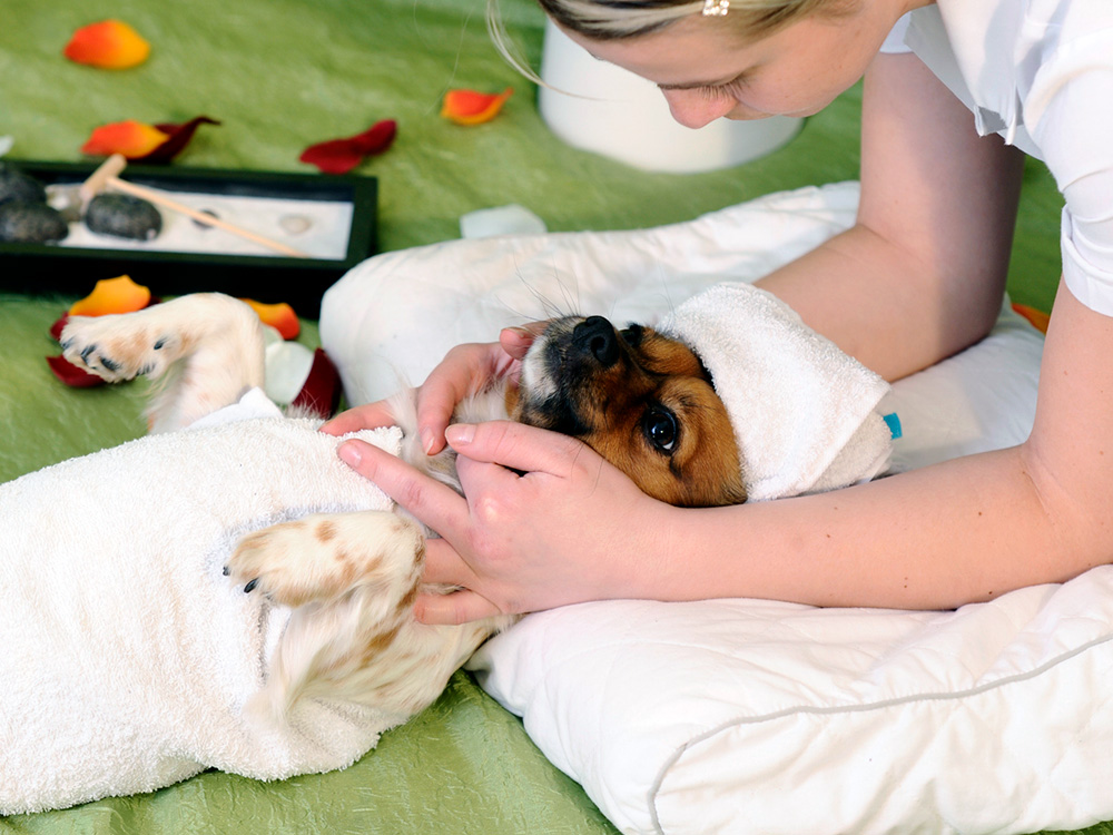 Is Your Pet More Pampered Than You? How to Know If You’re Taking It Too Far · Kinship