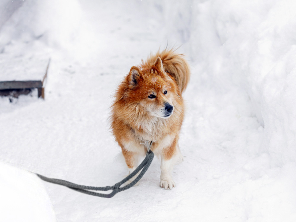 It’s a Felony to Leave Your Dog Out in the Cold in These States · Kinship