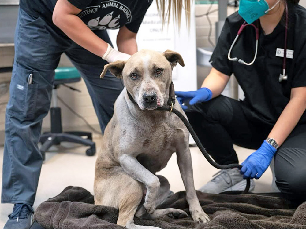 LA Shelter Rescues Over 800 Animals During Wildfires—Help Them · Kinship