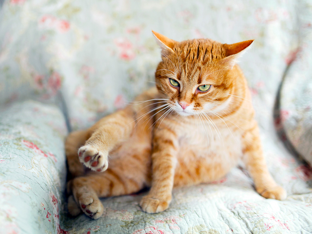 My Cat’s Butt is Bleeding. What Should I Do? · Kinship