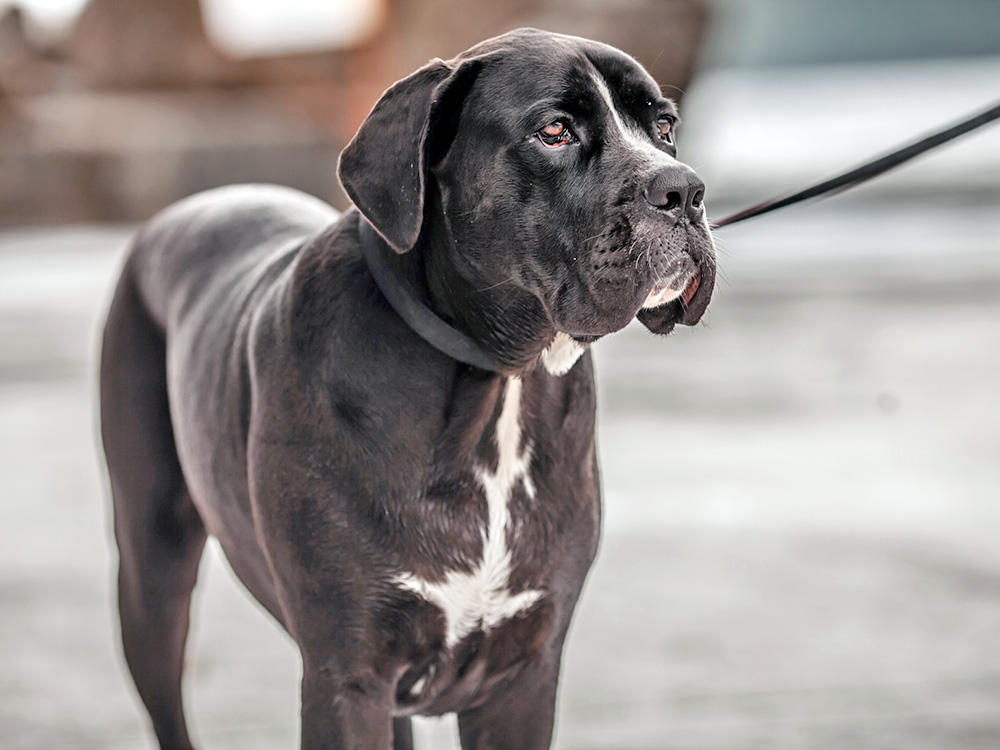 Notorious Dog “Trainer” Pleads Guilty to 150-Plus Charges of Animal Cruelty and Theft · Kinship