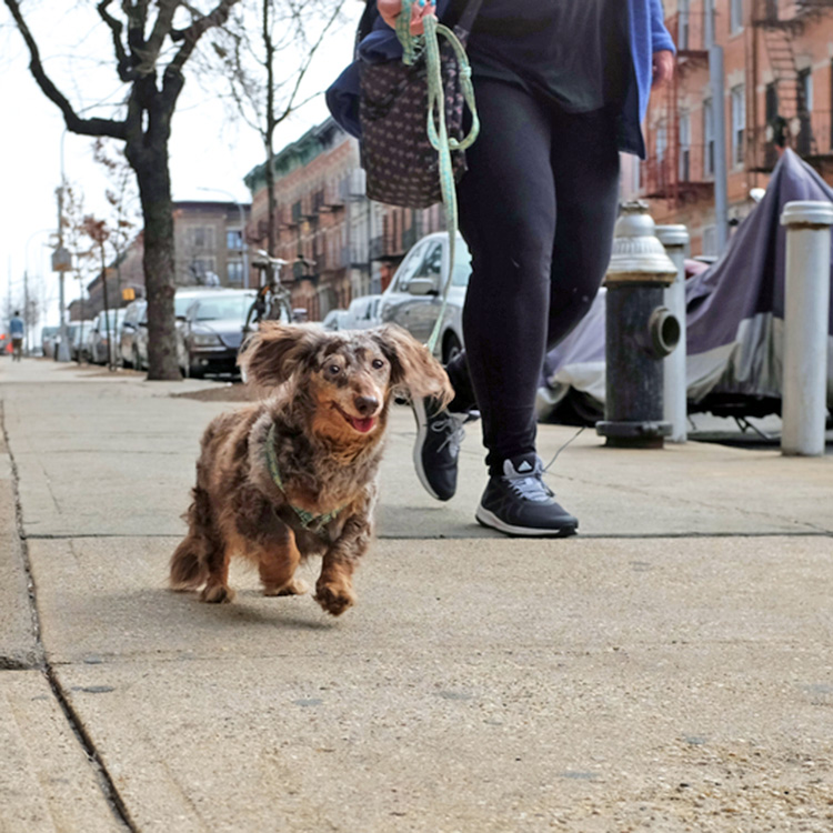 Pet Parents Are Concerned After Multiple Dogs Were Fatally Electrocuted on City Sidewalks · Kinship