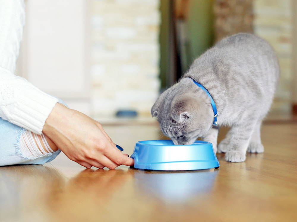 Puppy and Kitten Food Recalled for Salmonella and Listeria Contamination · Kinship