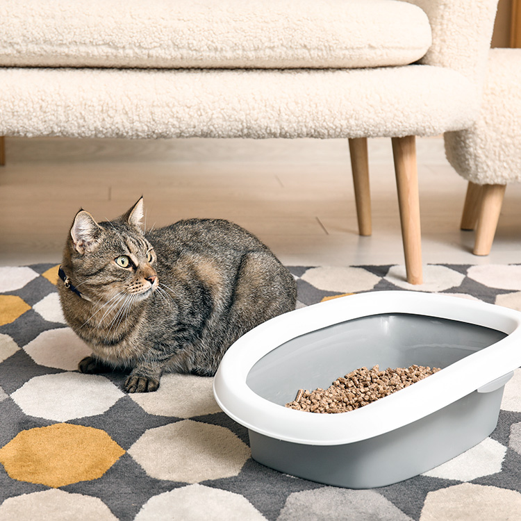 Reasons Why Your Cat is Peeing Everywhere Besides the Litter Box · Kinship