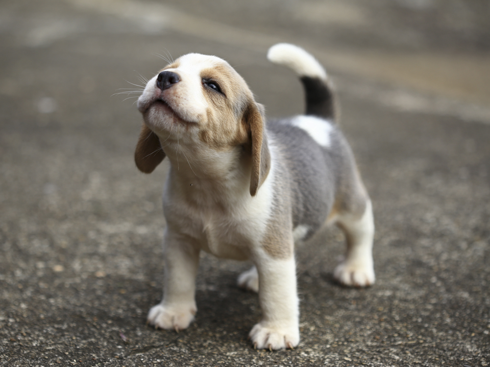 Single Puppy Syndrome: One-Puppy Litter · Kinship