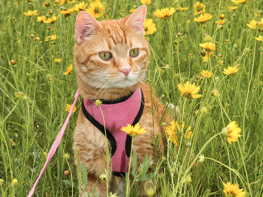 The Best Cat Harnesses of 2025 · Kinship