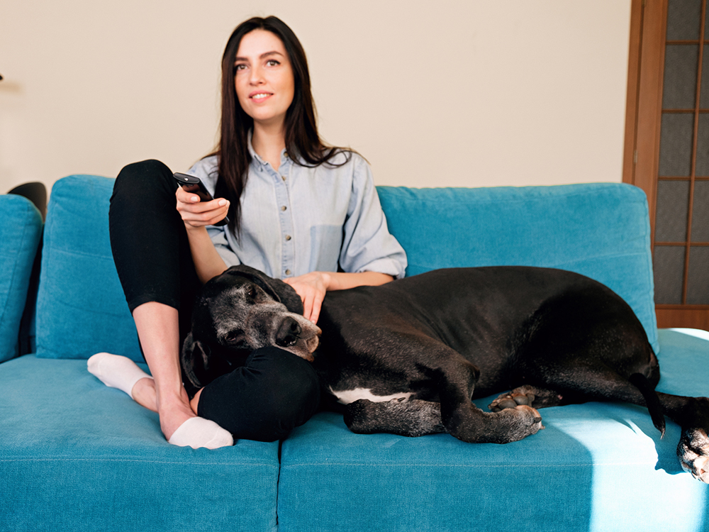 What Dogs See When They Watch TV · Kinship