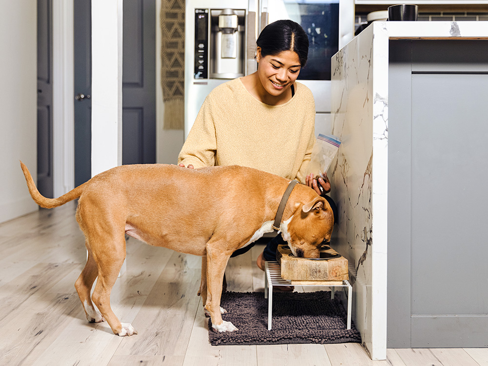 What to Feed a Dog With Vestibular Disease—Nutritional Suggestions · Kinship