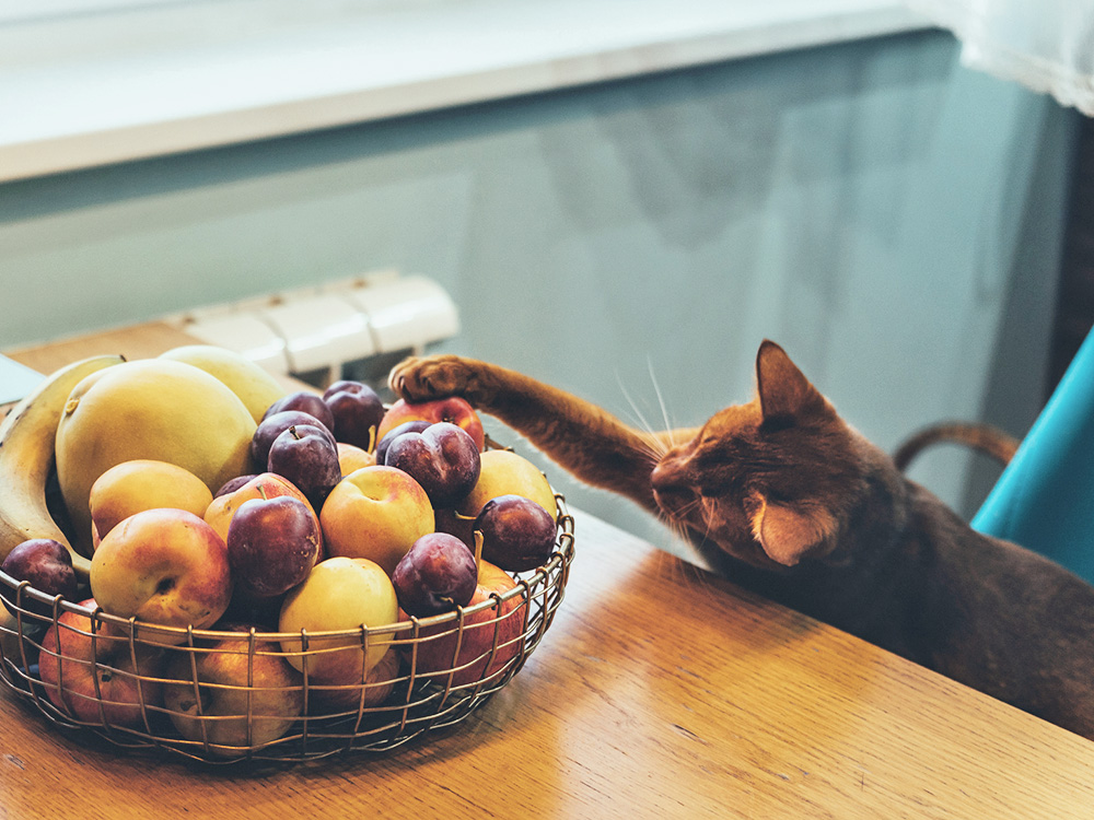 Why Are Cats So Sneaky? Investigating the Behavior · Kinship