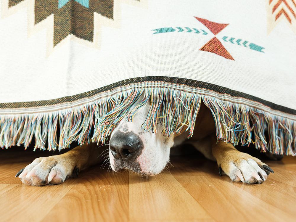 Why Are Dogs Scared of Fireworks? How to Keep Your Dog Calm During Fireworks · Kinship