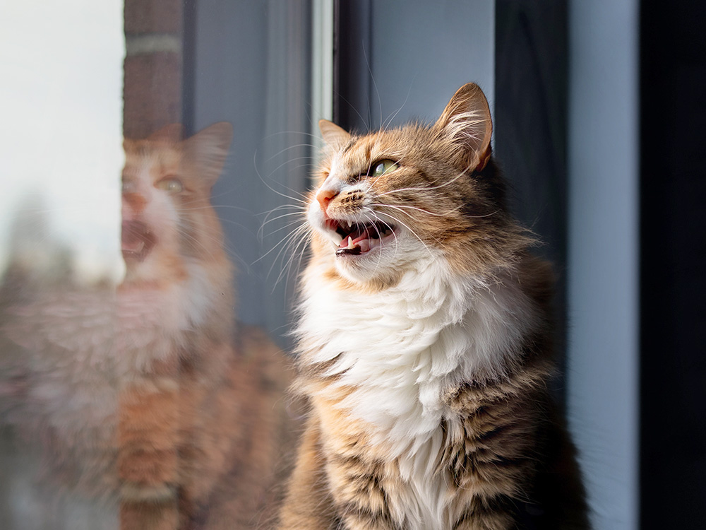 Why Do Cats Chirp? Find Out What This Means · Kinship