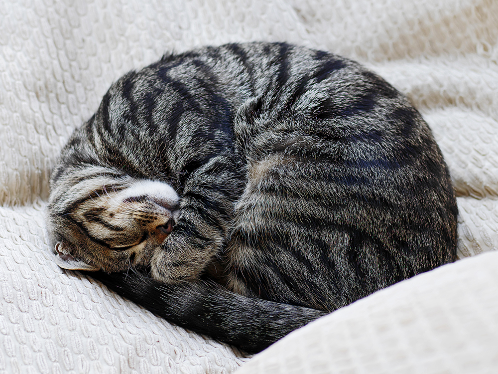 Why Do Cats Sleep So Much? Experts Explain · Kinship