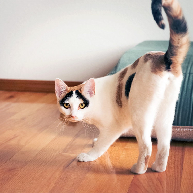 Why Do Cats Spray? Learn the Reasons Behind This Pretty Gross Behavior · Kinship