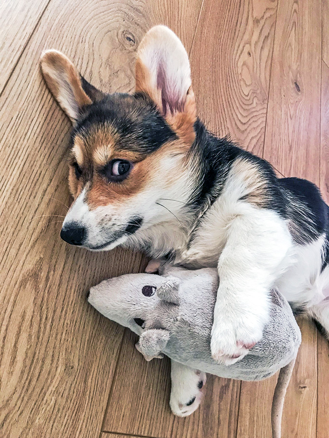 Why Do Dogs Imprint on Certain Toys? Their Obsession, Explained · Kinship
