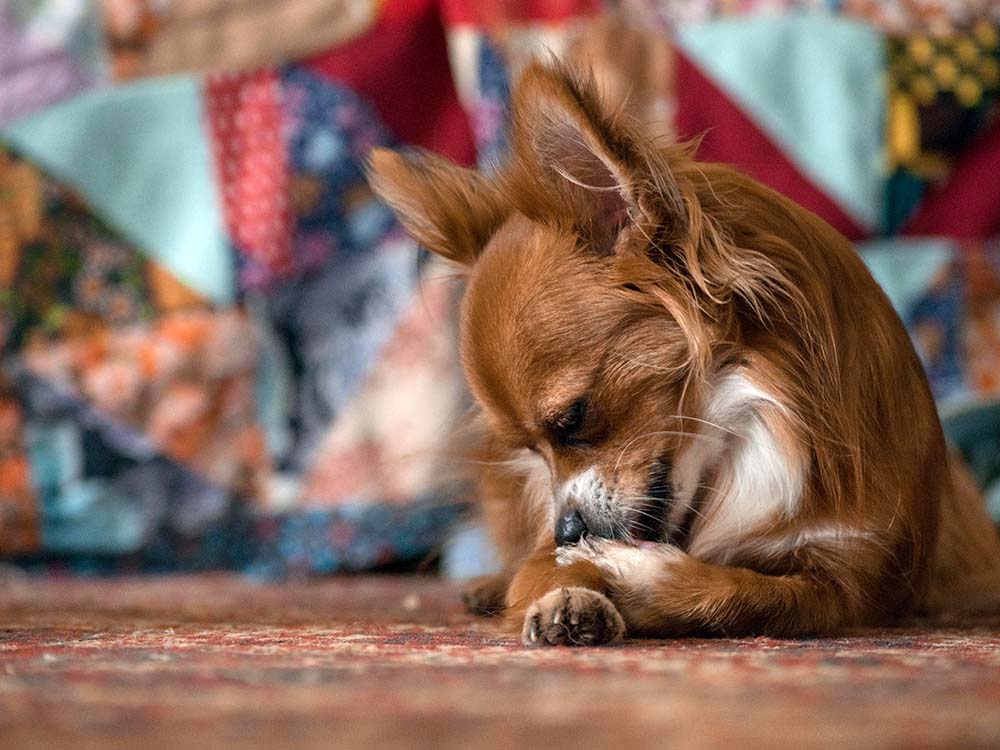 Why Do Dogs Lick Their Paws? What You Should Know · Kinship