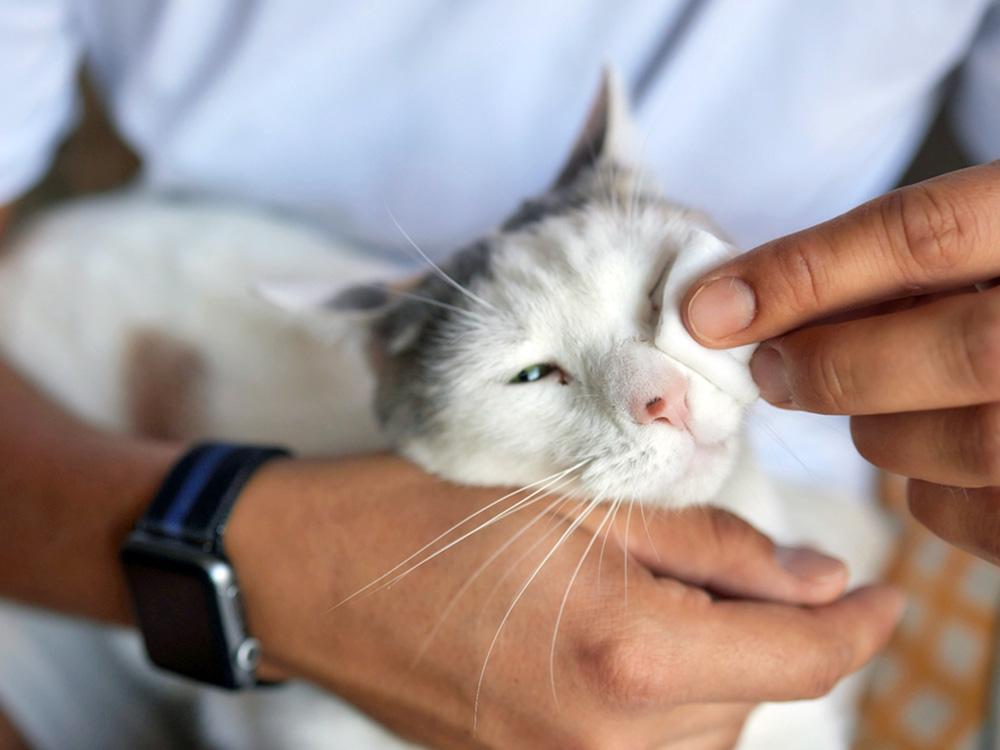 Why Does My Cat Have Eye Boogers? Reasons for the Issue · Kinship