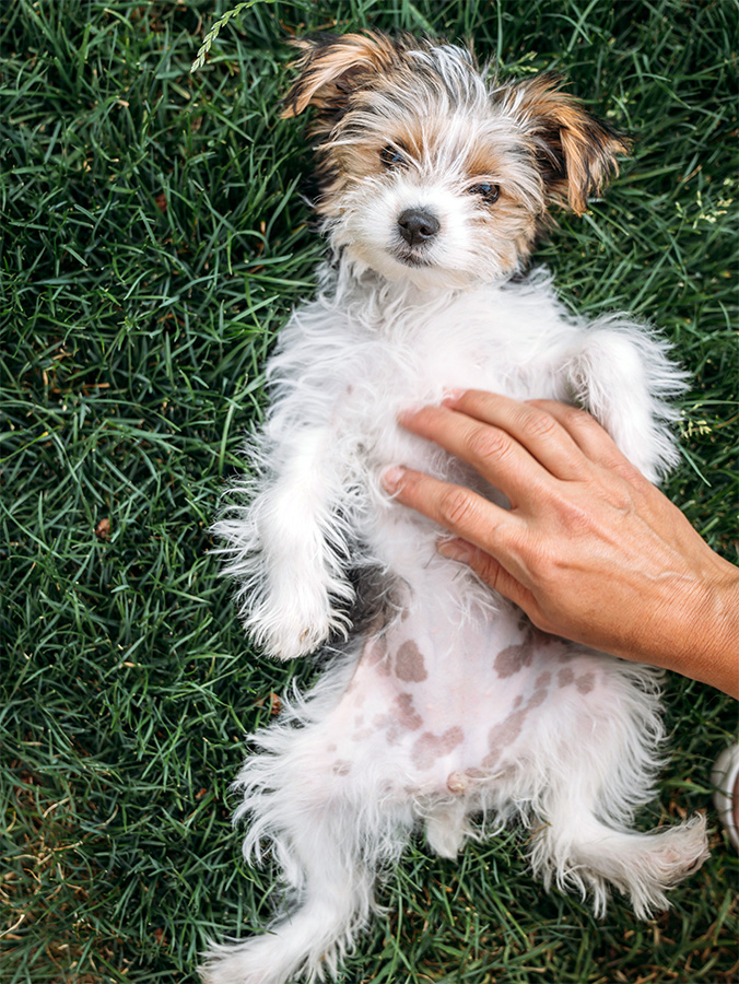 Why Does My Dog Have Black Spots on Their Skin? · Kinship