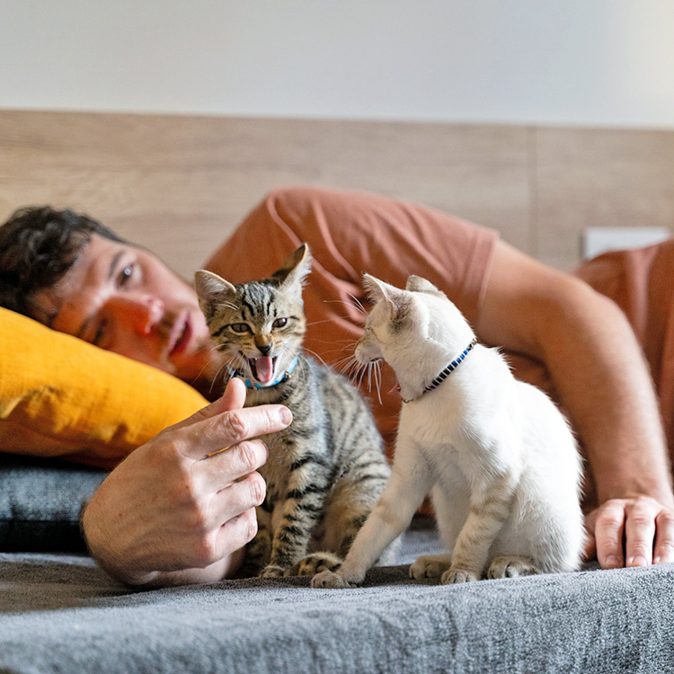 Why Does My Kitten Keep Meowing? What to Know · Kinship