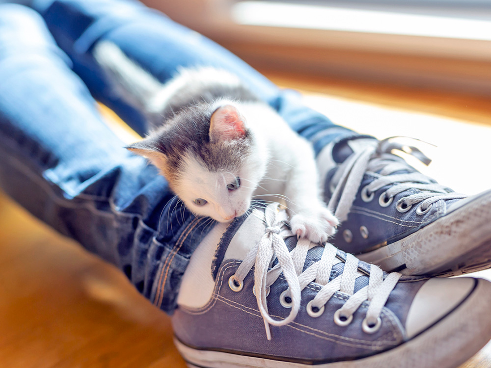 Why Does Your Cat Bite Your Ankles—and What to Do About It · Kinship