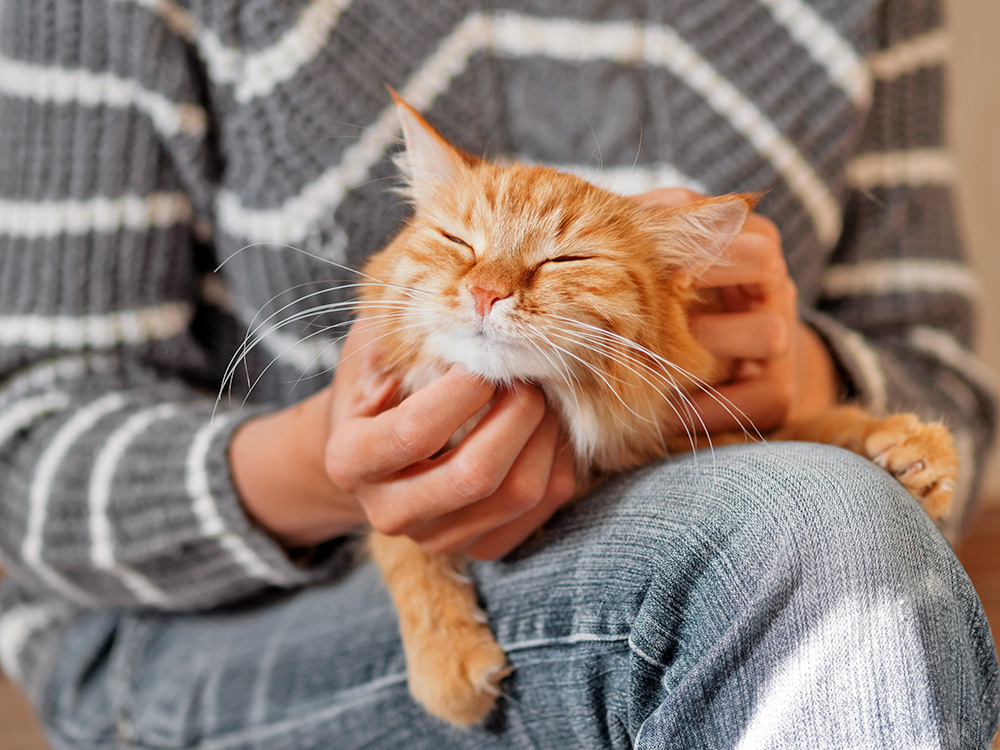 Why Does Your Cat Drool When You Pet Them? Reasons for the Habit · Kinship
